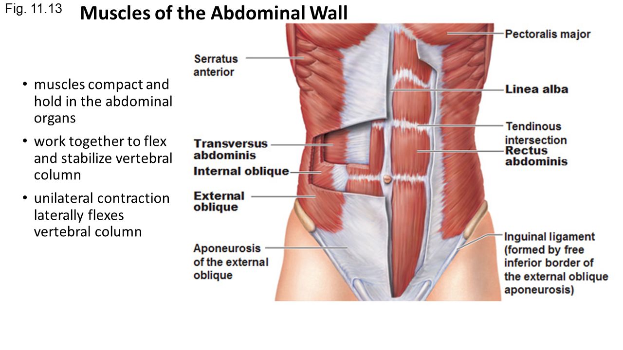 Внутренняя косая мышца живота m. obliquus internus abdominis